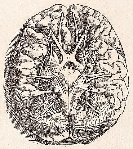 Vintage brain anatomy