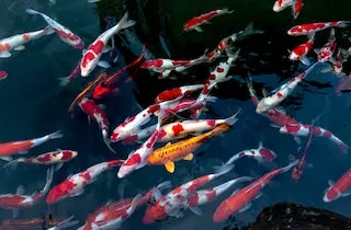 Koi carp in a pond