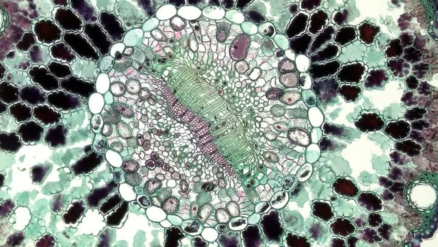 Cells
