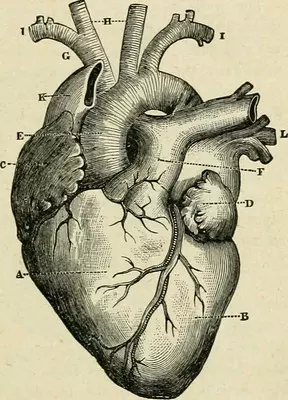 Vintage heart anatomy